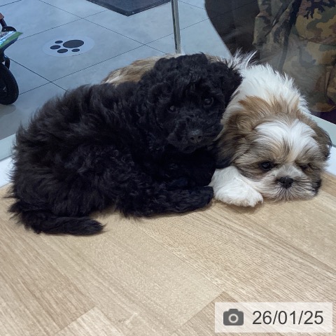 長野県のシーズー (ペットプラス 須坂店/2025年11月17日生まれ/男の子/ゴールドホワイト)の子犬の3枚目の画像