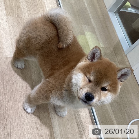 東京都の柴犬(標準サイズ) (ペットプラス 立川高島屋S.C.店/2025年11月10日生まれ/男の子/赤)の子犬の4枚目の画像