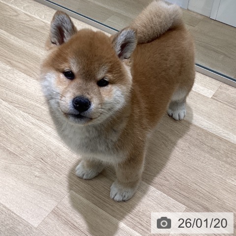 東京都の柴犬(標準サイズ) (ペットプラス 立川高島屋S.C.店/2025年11月10日生まれ/男の子/赤)の子犬の3枚目の画像