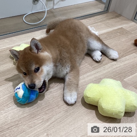 東京都の柴犬(標準サイズ) (ペットプラス 立川高島屋S.C.店/2025年11月10日生まれ/男の子/赤)の子犬の3枚目の画像