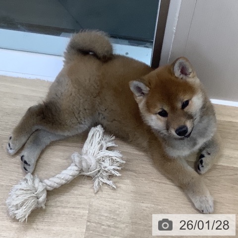 山梨県の柴犬(標準サイズ) (ペットプラス 甲府昭和店/2025年11月10日生まれ/女の子/赤)の子犬の4枚目の画像