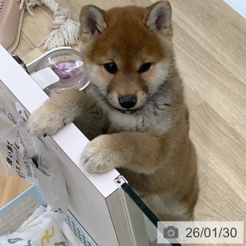 山梨県の柴犬(標準サイズ) (ペットプラス 甲府昭和店/2025年11月10日生まれ/女の子/赤)の子犬の4枚目の画像