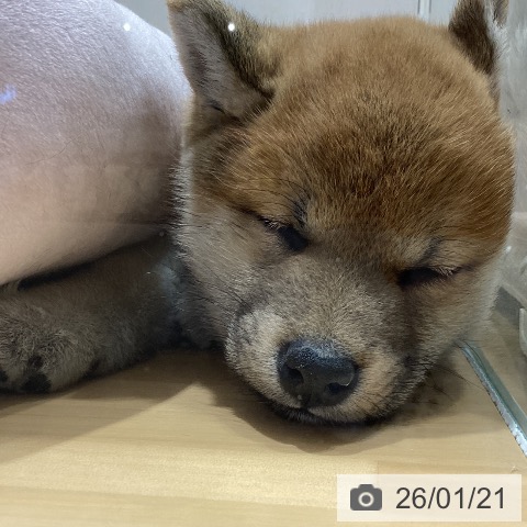 山梨県の柴犬(標準サイズ) (ペットプラス 甲府昭和店/2025年11月10日生まれ/女の子/赤)の子犬の3枚目の画像
