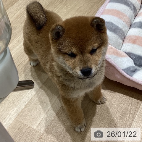 長野県の柴犬(標準サイズ) (ペットプラス 須坂店/2025年11月17日生まれ/女の子/赤)の子犬の3枚目の画像