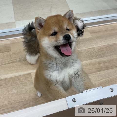 神奈川県の柴犬(標準サイズ) (ペットプラス アミーゴ藤沢店/2025年11月20日生まれ/男の子/赤)の子犬の4枚目の画像