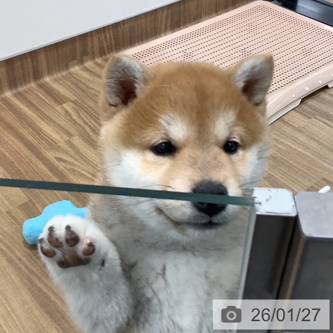 茨城県の柴犬(標準サイズ) (ペッツワン 阿見店/2025年11月20日生まれ/女の子/赤)の子犬の4枚目の画像