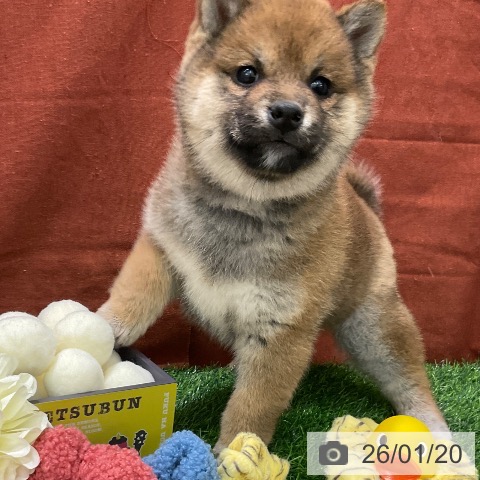 千葉県の柴犬(標準サイズ) (ペットプラス コトエ流山おおたかの森店/2025年11月20日生まれ/女の子/赤)の子犬の3枚目の画像