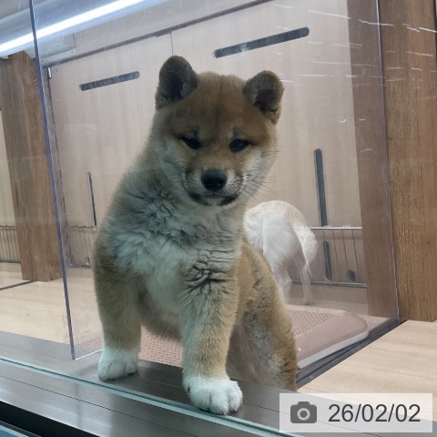 東京都の柴犬(標準サイズ) (ペッツワン 南砂町SUNAMO店/2025年11月20日生まれ/女の子/赤)の子犬の4枚目の画像