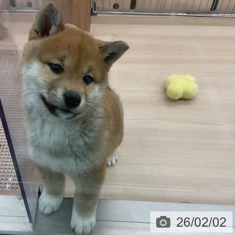 東京都の柴犬(標準サイズ) (ペッツワン 南砂町SUNAMO店/2025年11月20日生まれ/女の子/赤)の子犬の3枚目の画像