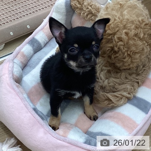 福島県のチワワ(ロング) (ペットプラス 福島店/2025年11月17日生まれ/女の子/ブラックタン)の子犬の4枚目の画像