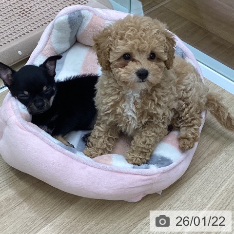 福島県のチワワ(ロング) (ペットプラス 福島店/2025年11月17日生まれ/女の子/ブラックタン)の子犬の3枚目の画像