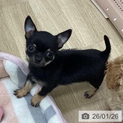 福島県のチワワ(ロング) (ペットプラス 福島店/2025年11月17日生まれ/女の子/ブラックタン)の子犬の3枚目の画像