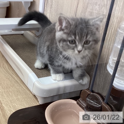 スコティッシュフォールドの写真