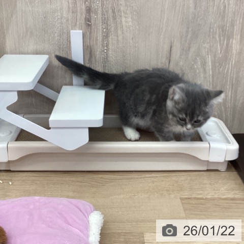 茨城県のスコティッシュフォールド (ペットプラス つくば店/2025年11月20日生まれ/女の子/ブルータビーホワイト)の子猫の4枚目の画像