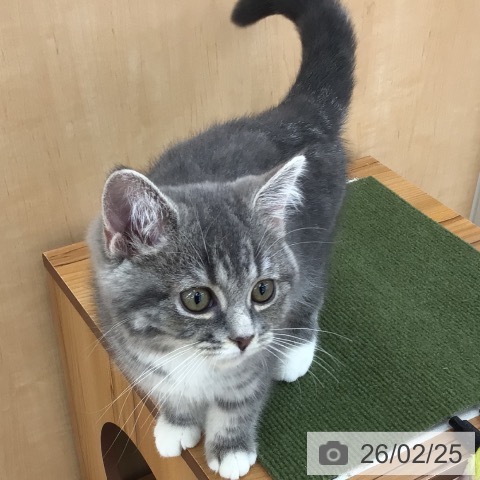 スコティッシュフォールドの写真