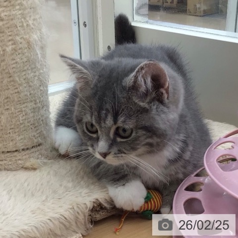 スコティッシュフォールドの写真