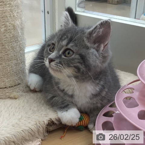 スコティッシュフォールドの写真