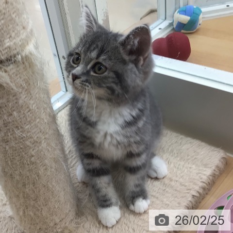 スコティッシュフォールドの写真