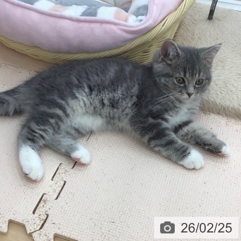 スコティッシュフォールドの写真