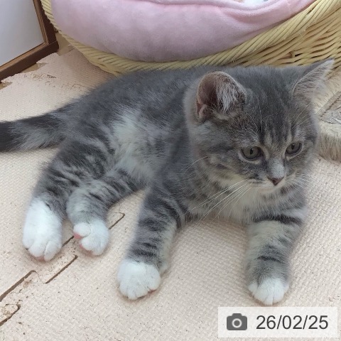 スコティッシュフォールドの写真