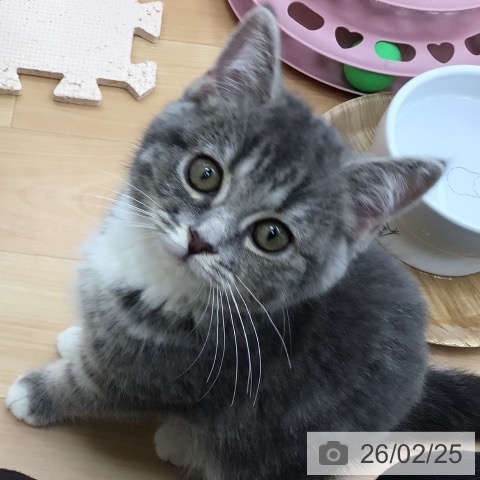 スコティッシュフォールドの写真