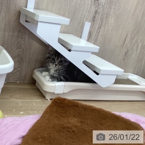 茨城県のスコティッシュフォールド (ペットプラス つくば店/2025年11月20日生まれ/女の子/ブルータビーホワイト)の子猫の3枚目の画像