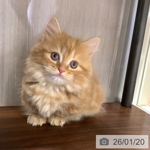 東京都のマンチカン (ペットプラス 日の出店/2025年11月18日生まれ/女の子/レッドタビーホワイト)の子猫の3枚目の画像