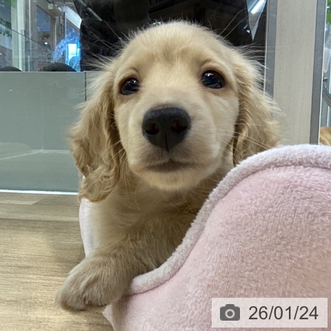 神奈川県のミニチュアダックスフンド(ロング) (ペットプラス 座間店/2025年11月20日生まれ/男の子/イエロー)の子犬の4枚目の画像