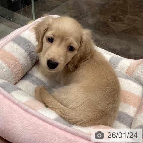 神奈川県のミニチュアダックスフンド(ロング) (ペットプラス 座間店/2025年11月20日生まれ/男の子/イエロー)の子犬の3枚目の画像