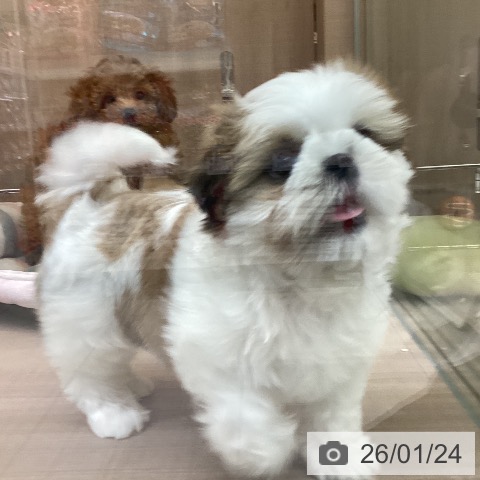 シー・ズーの写真