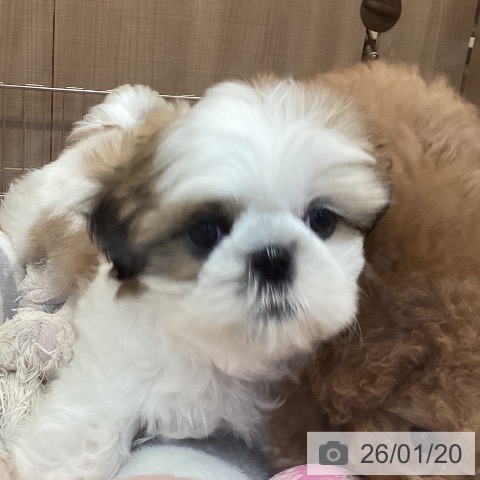 神奈川県のシーズー (ペッツワン 横須賀久里浜店/2025年11月12日生まれ/男の子/ゴールドホワイト)の子犬の4枚目の画像