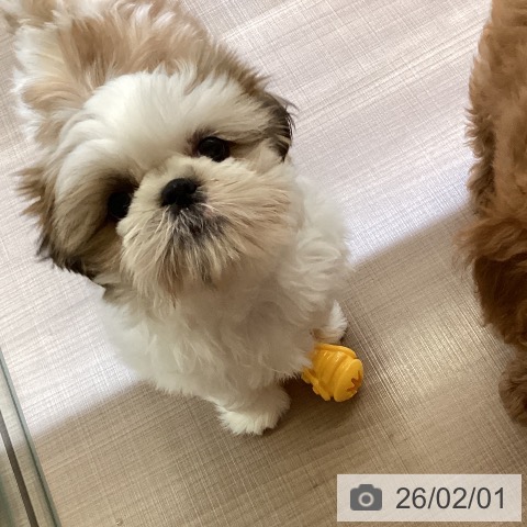 神奈川県のシーズー (ペッツワン 横須賀久里浜店/2025年11月12日生まれ/男の子/ゴールドホワイト)の子犬の4枚目の画像