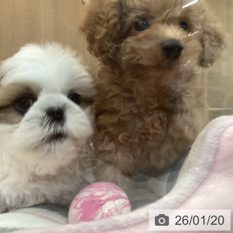 神奈川県のシーズー (ペッツワン 横須賀久里浜店/2025年11月12日生まれ/男の子/ゴールドホワイト)の子犬の3枚目の画像