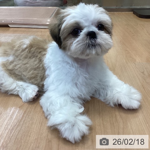 神奈川県のシーズー (ペッツワン 横須賀久里浜店/2025年11月12日生まれ/男の子/ゴールドホワイト)の子犬の4枚目の画像