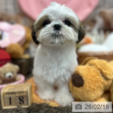 神奈川県のシーズー (ペッツワン 横須賀久里浜店/2025年11月12日生まれ/男の子/ゴールドホワイト)の子犬の3枚目の画像