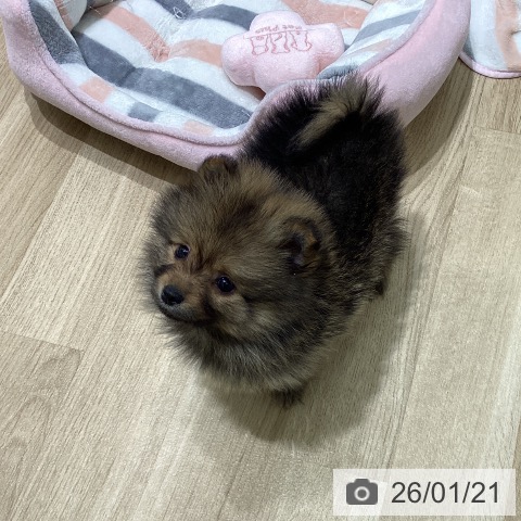 岩手県のポメラニアン (ペットプラス 盛岡南店/2025年11月18日生まれ/女の子/オレンジ)の子犬の4枚目の画像