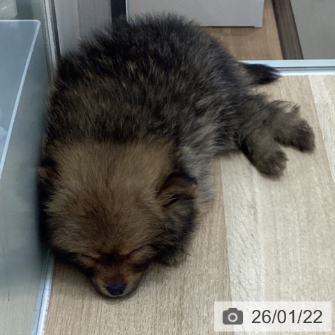 岩手県のポメラニアン (ペットプラス 盛岡南店/2025年11月18日生まれ/女の子/オレンジ)の子犬の3枚目の画像