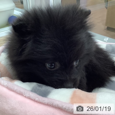 埼玉県のポメラニアン (ペットプラス 川口店/2025年11月18日生まれ/女の子/ブラック)の子犬の3枚目の画像