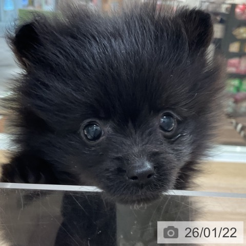 神奈川県のポメラニアン (ペットプラス 湘南平塚店/2025年11月18日生まれ/女の子/ブラック)の子犬の3枚目の画像