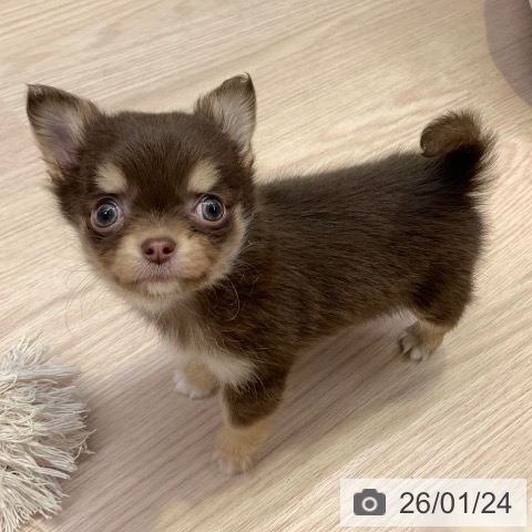 千葉県のチワワ(ロング) (ペットプラス 幕張新都心店/2025年11月19日生まれ/女の子/チョコレートタンホワイト)の子犬の3枚目の画像