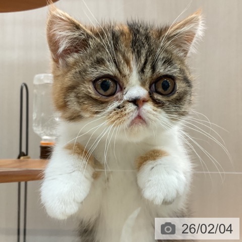 エキゾチックの写真