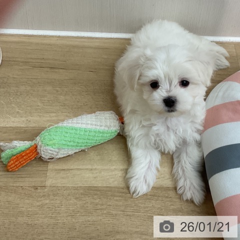 埼玉県のマルチーズ (ペットプラス ららぽーと新三郷店/2025年11月20日生まれ/男の子/ホワイト)の子犬の3枚目の画像