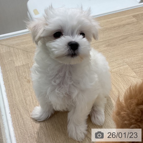 埼玉県のマルチーズ (ペットプラス ららぽーと新三郷店/2025年11月20日生まれ/男の子/ホワイト)の子犬の4枚目の画像