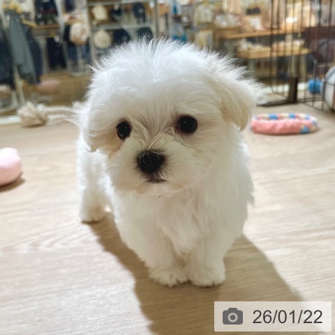 東京都のマルチーズ (ペットプラス 板橋店/2025年11月20日生まれ/女の子/ホワイト)の子犬の3枚目の画像