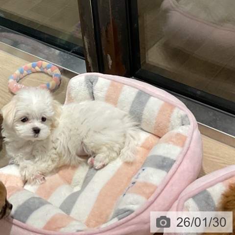 埼玉県のマルチーズ (ペットプラス コクーンシティ店/2025年11月20日生まれ/女の子/ホワイト)の子犬の3枚目の画像