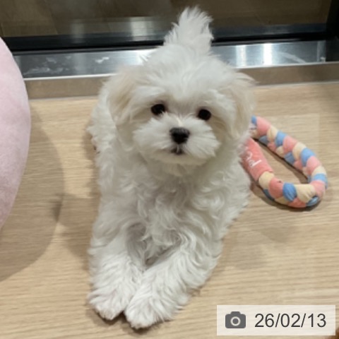 埼玉県のマルチーズ (ペットプラス コクーンシティ店/2025年11月20日生まれ/女の子/ホワイト)の子犬の3枚目の画像