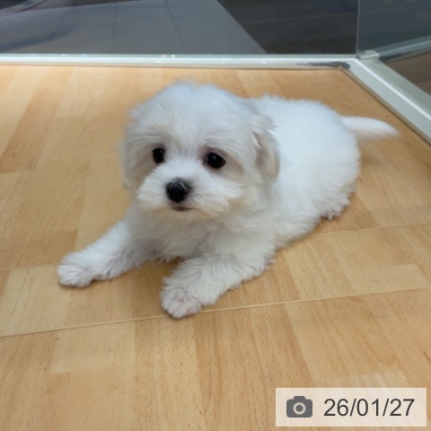 埼玉県のマルチーズ (ペットプラス 浦和美園店/2025年11月20日生まれ/女の子/ホワイト)の子犬の4枚目の画像