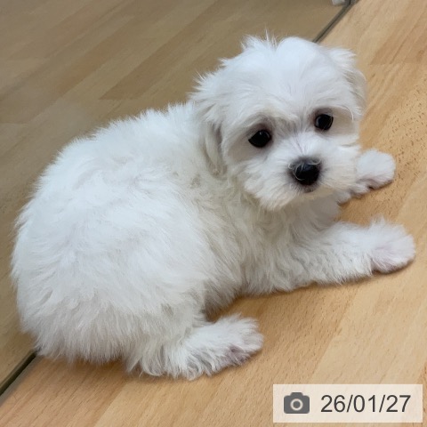 埼玉県のマルチーズ (ペットプラス 浦和美園店/2025年11月20日生まれ/女の子/ホワイト)の子犬の3枚目の画像