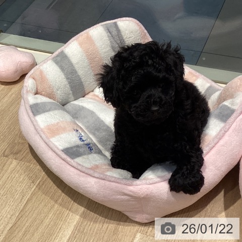 東京都のトイプードル(トイ) (ペットプラス 東久留米店/2025年11月20日生まれ/男の子/ブラック)の子犬の3枚目の画像