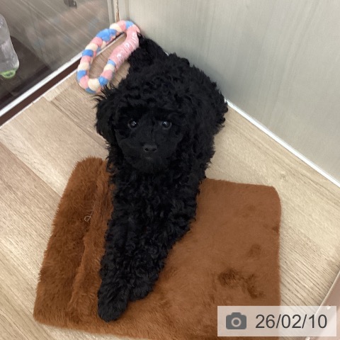 東京都のトイプードル(トイ) (ペットプラス 東久留米店/2025年11月20日生まれ/男の子/ブラック)の子犬の3枚目の画像